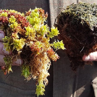 © Aine O’Reilly, NIEA/DAERA 2019 Photograph of someone showing healthy moss (left) and damaged moss (right) from Ballynahoe Bog, Northern Ireland. Image courtesy of Áine O’Reilly, NIEA/DAERA 2019