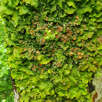© Alexandra Cunha Photograph of lichen on a tree trunk. Image courtesy of Alexandra Cunha.