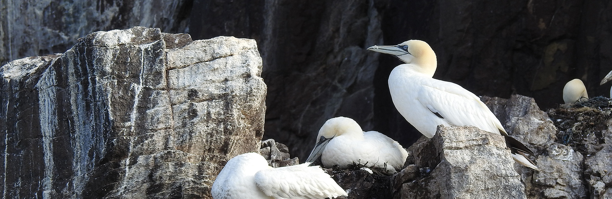 adult gannets on rocks ©Daisy Burnell/JNCC