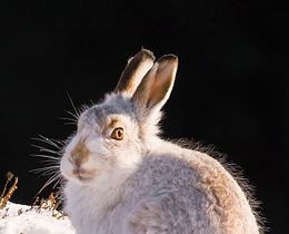 Restoring Scotland’s Nature – the importance of collaborative working