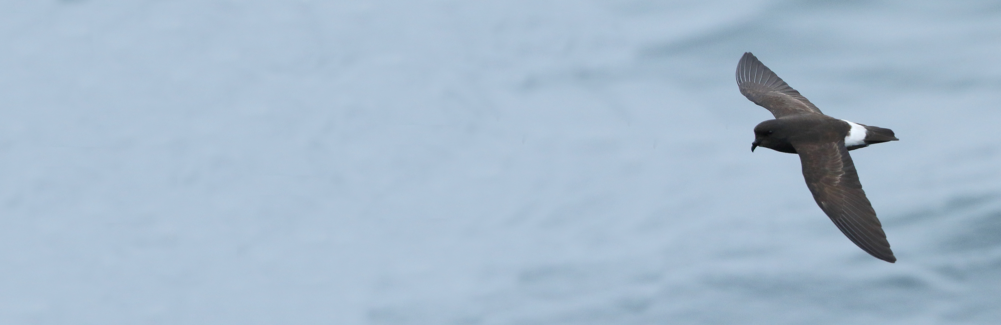 OWSMRF completes another successful year 