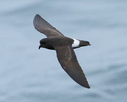 Seabird and renewables project extended: OWSMRF Phase 3