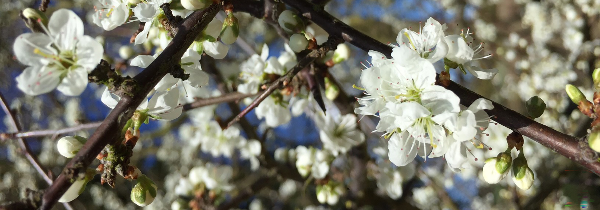 New Chief Officer Strategy and Impact announced