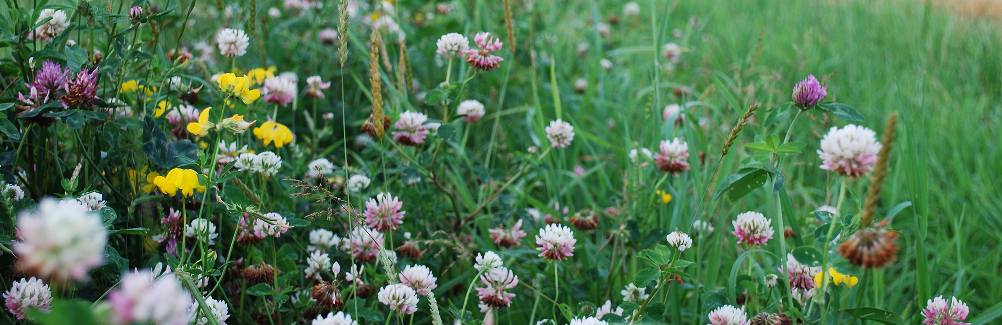 New project to understand pathways to thriving nature