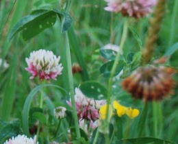 New project to understand pathways to thriving nature