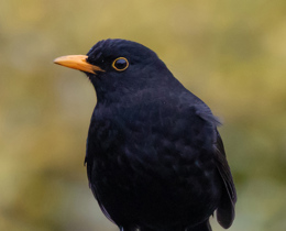 New reports explore approaches to biodiversity monitoring