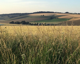 New report summarises review of the UK Biodiversity Indicators