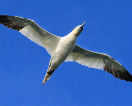 New guidance helps assess risk to seabirds from offshore wind turbine collision