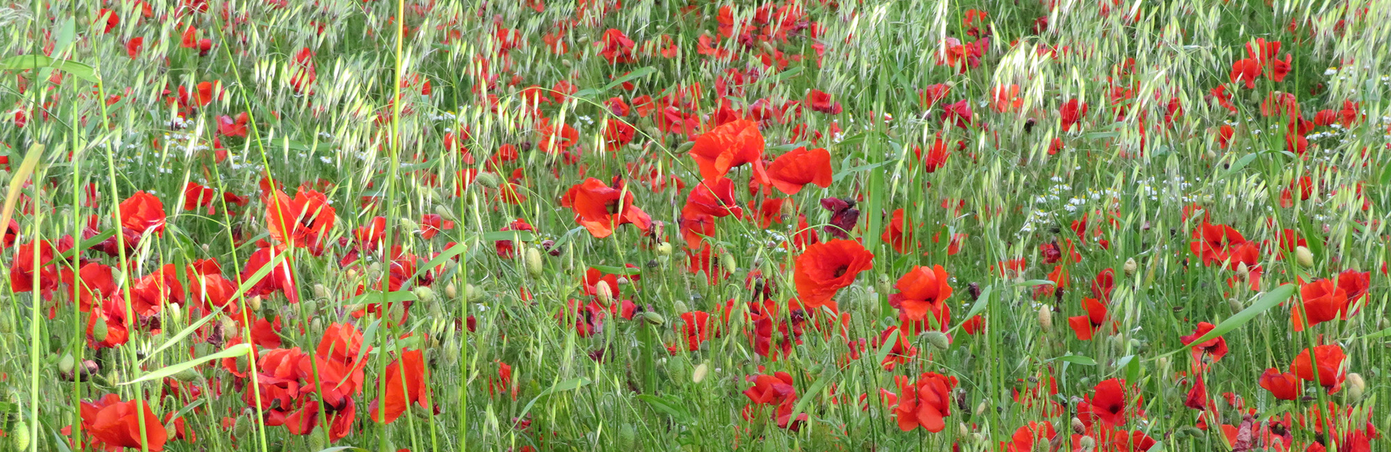 Poppies in Field