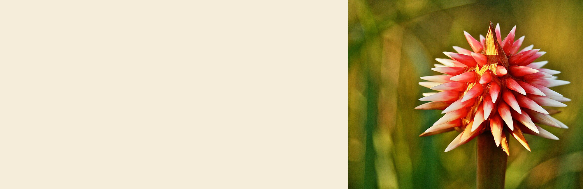 Mateo FERNÁNDEZ LUCERO Dep Ciencias Biológicas - Universidad de los Andes  Bogotá - https://creativecommons.org/licenses/by-sa/4.0/deed.en