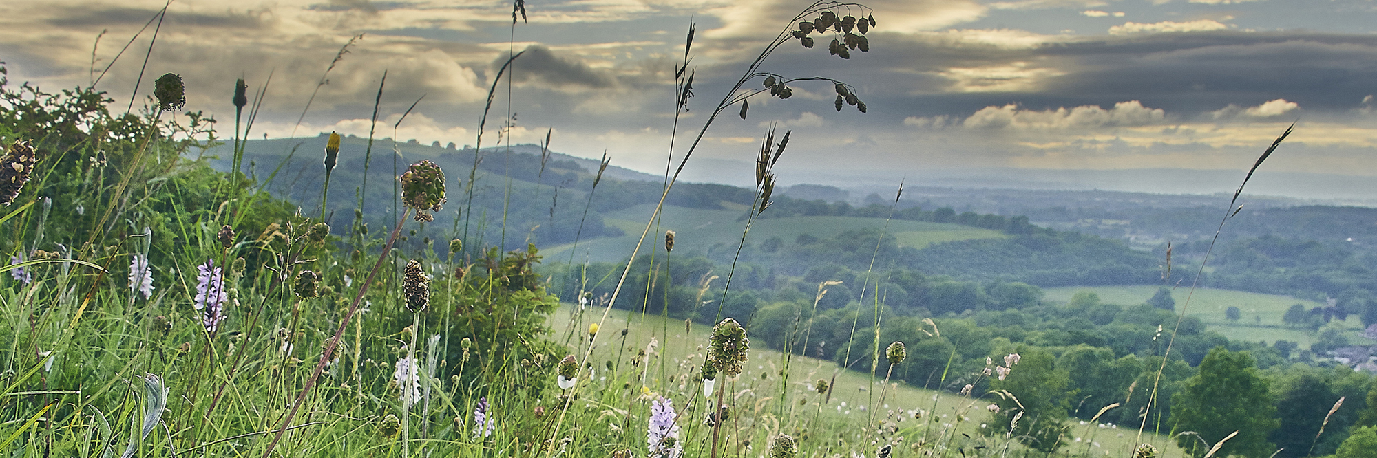 UK Biodiversity Indicators 2025