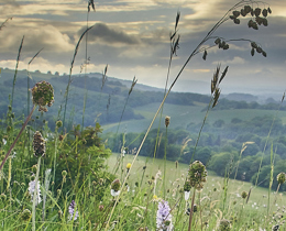 UK Biodiversity Indicators 2025