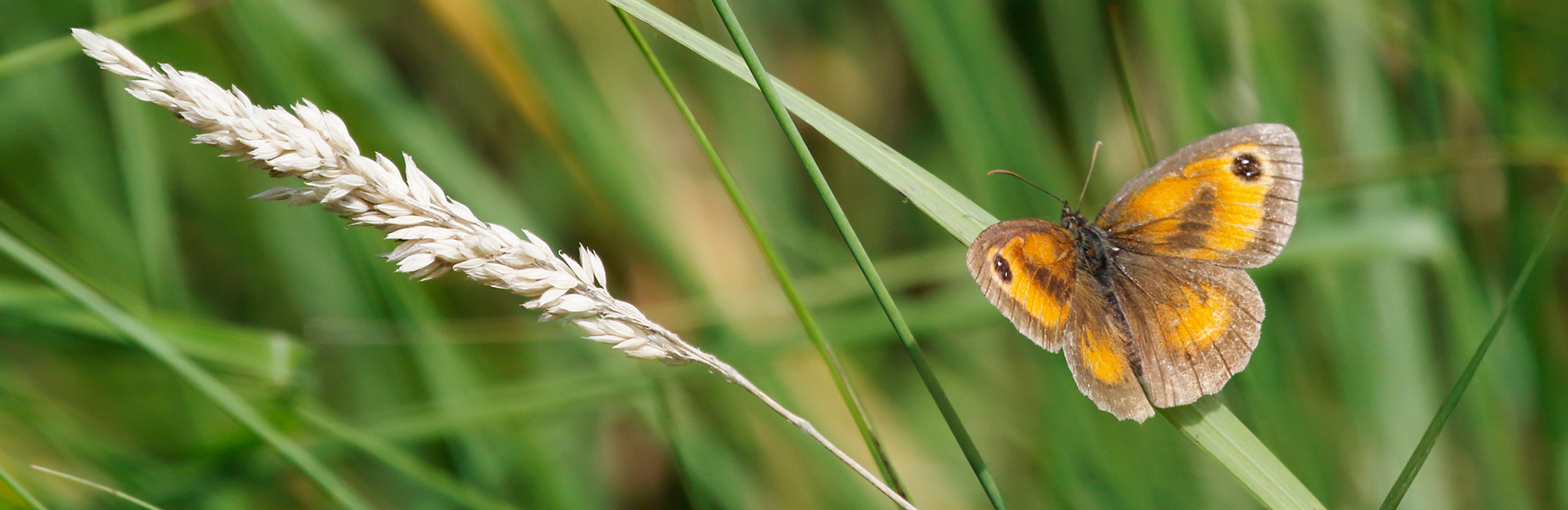 Impact of nitrogen pollution on butterflies and moths revealed in new study