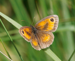 Impact of nitrogen pollution on butterflies and moths revealed in new study