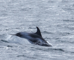 Dolphins off the coast of Isle of Lewis - Scotland (C) Coultham istock