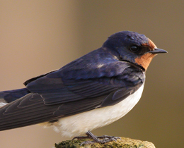 Monitoring the UK’s first signs of spring