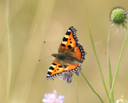Latest UK butterfly abundance statistics released