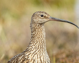 Report on UK Special Protection Areas for birds published