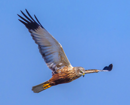 Major new report reveals changing fortunes for UK’s breeding birds