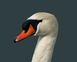 Latest Wetland Bird Survey annual report released