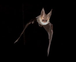 New report warns of concerning trends for bat species