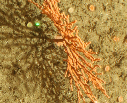 Photograph of the seabed showing the pink sea fan (Crown Copyright)