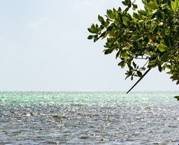 Thriving Together: Cayman Islands  Overseas Territories Biodiversity Strategy Consultation Workshop