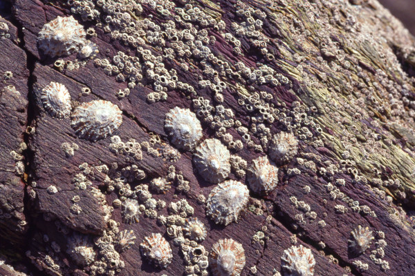 rock ©JNCC
