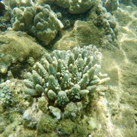 Coral3