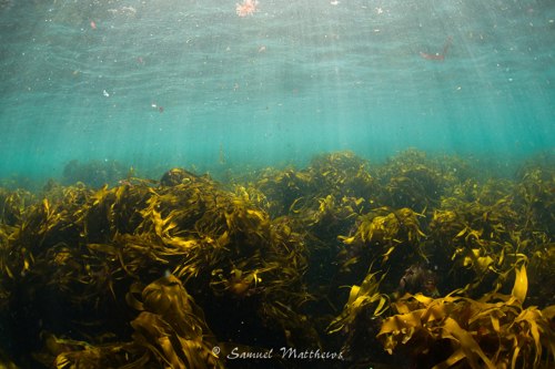 A Shallow Kelp Reef off Penzance © Samuel Matthews