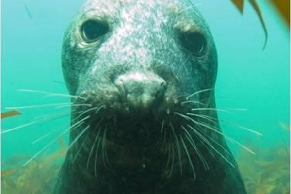 Seal underwater ©John Weinberg