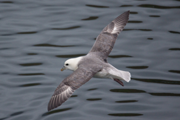 flying seabird ©JNCC