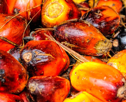 Measuring consumption’s impact on global biodiversity