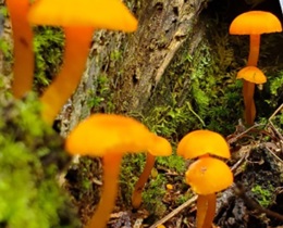 JNCC Impact Review 2024 to 2025: celebrating a year of action for nature