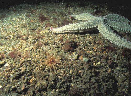 Ocean floor with starfish ©Keith Hiscock