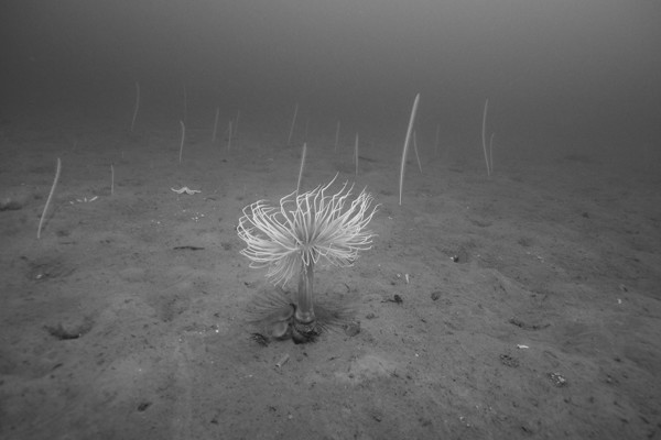  sentinel specie on seabed ©Keith Hiscock