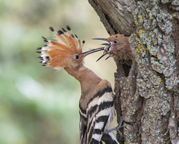 New RBBP report reveals the return of two rare breeding bird species