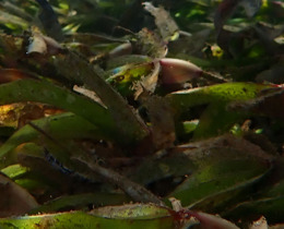 Seagrass