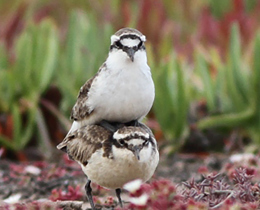 The Wirebird: A Symbol of Conservation and Hope