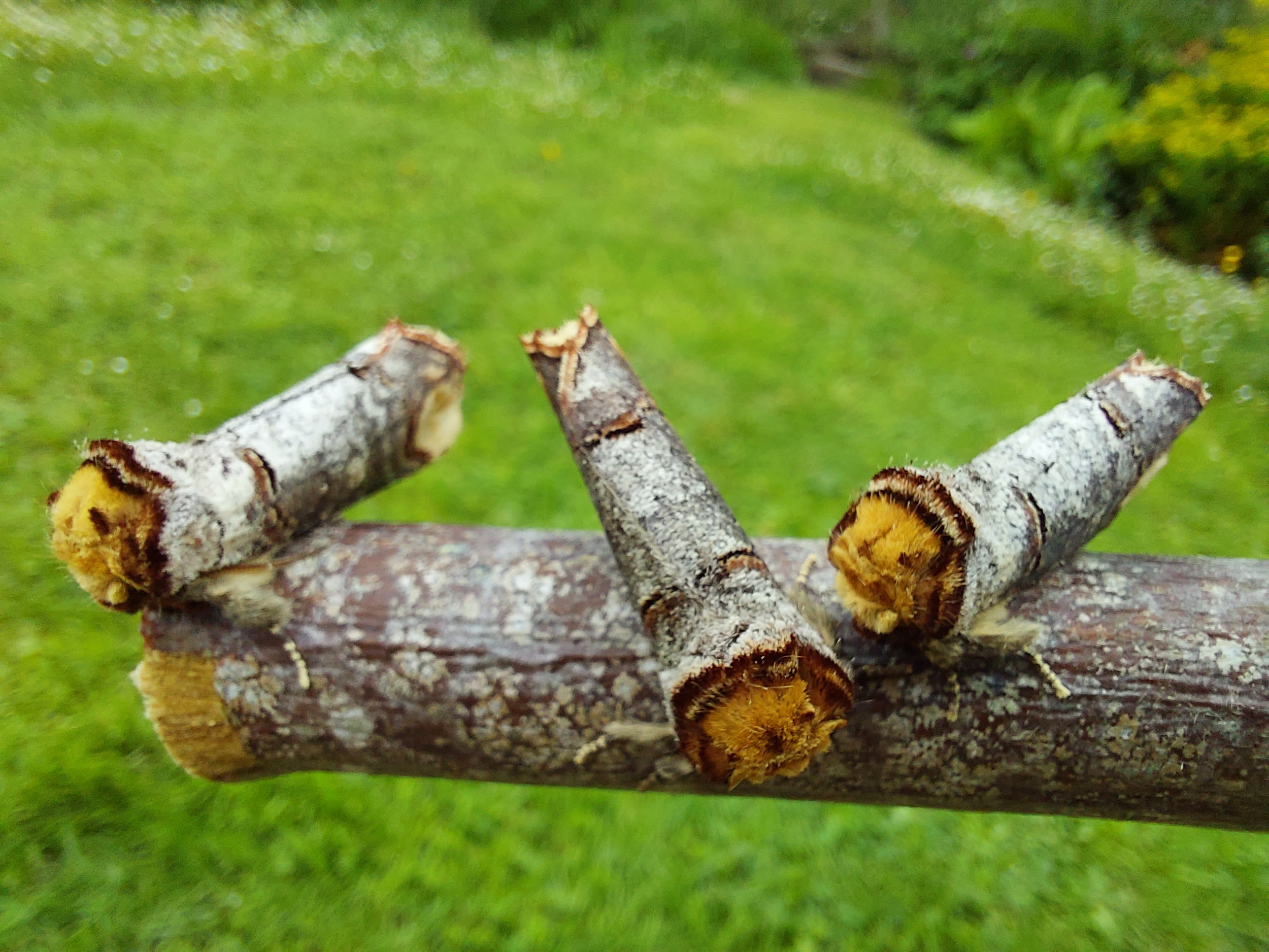 ©JolyonChesworth Three buff tip moths on a branch