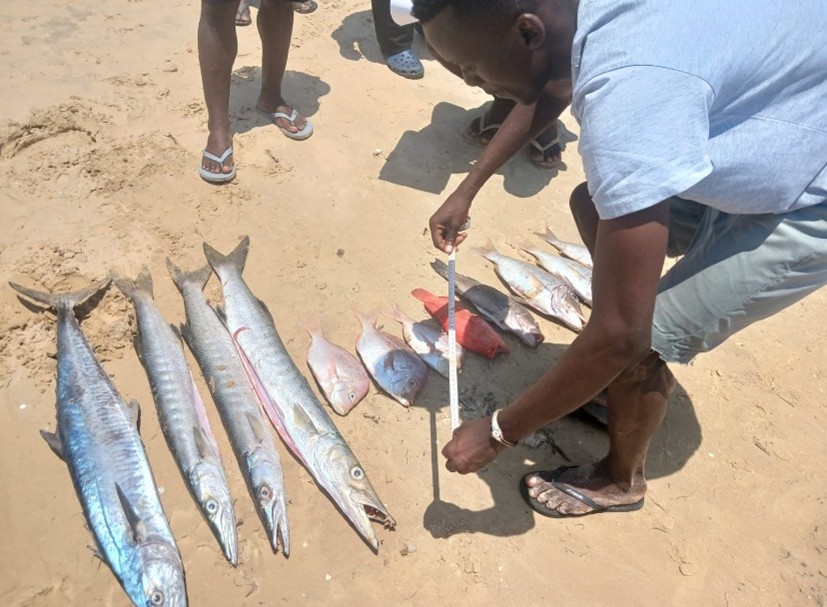 Image of man measuring fish lengths during MPA training in Mozambique