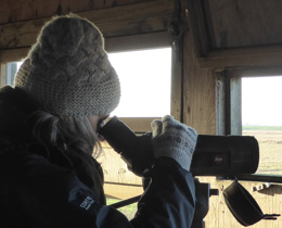 Measuring nature's pulse: the story behind the UK Biodiversity Indicators
