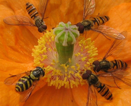 Hoverflies feeding at a poppy flower © Martin Harvey