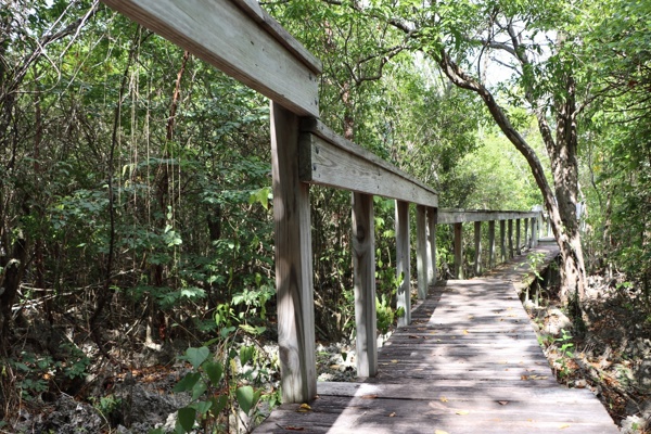 Parrot Reserve Trail in Cayman, showing the dense vegetation that can be found on the islands. Credit: Cayman DoE.