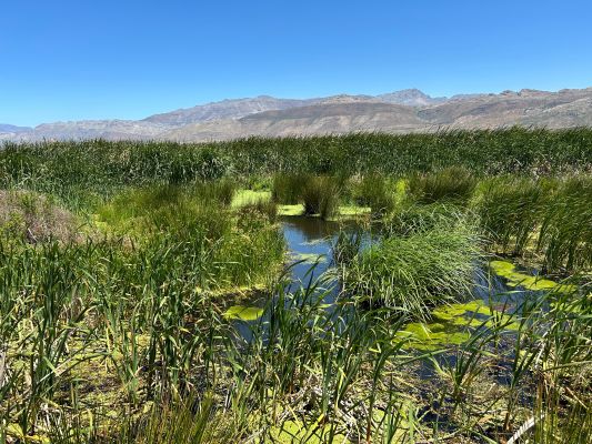 Large wetland with lots of grasses and mountains in the background