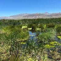 Large wetland with lots of grasses and mountains in the background