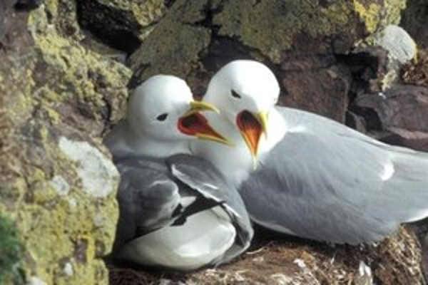 breeding seabirds on nest ©Matt Parsons