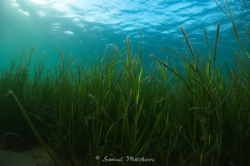 A Seagrass bed, Swanage Bay © Samuel Matthews