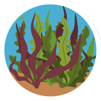 Kelp
