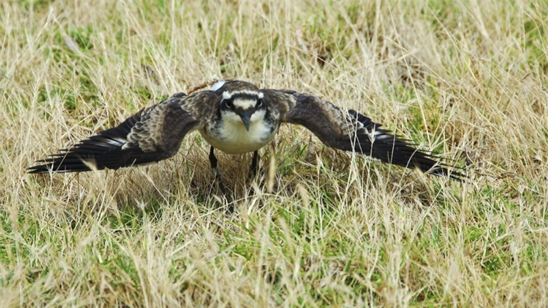 Photograph of a Wirebird. The Wirebird is on the ground, with its wings outstretched. 